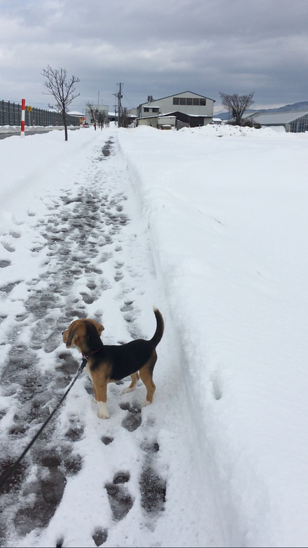 大雪