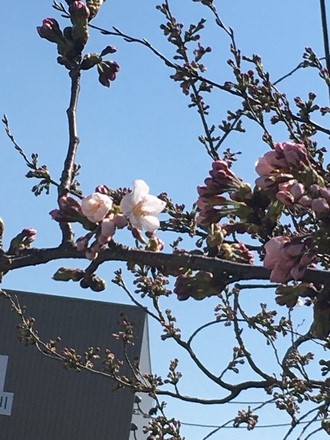 桜
